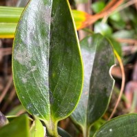 Hedyotis flavescens Thwaites