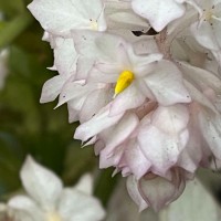 Rhynchotechum permolle (Nees) B.L.Burtt