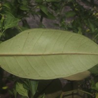 Eugenia sp. (BS)