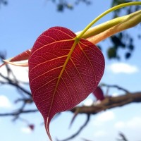 Ficus religiosa L.