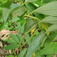 Thottea duchartrei Sivar., A.Babu & Balach.