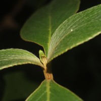 Strobilanthes willisii Carine