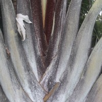 Chrysalidocarpus decaryi (Jum.) Eiserhardt & W.J.Baker