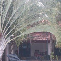 Chrysalidocarpus decaryi (Jum.) Eiserhardt & W.J.Baker