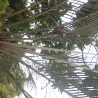 Chrysalidocarpus decaryi (Jum.) Eiserhardt & W.J.Baker