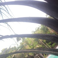 Chrysalidocarpus decaryi (Jum.) Eiserhardt & W.J.Baker