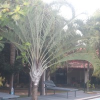 <i>Chrysalidocarpus decaryi</i>  (Jum.) Eiserhardt & W.J.Baker