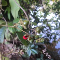 Tetracera sarmentosa (L.) Vahl