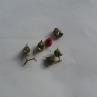 Tetracera sarmentosa (L.) Vahl