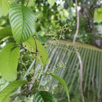 Tetracera sarmentosa (L.) Vahl