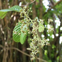 Tetracera sarmentosa (L.) Vahl