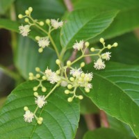 Tetracera sarmentosa (L.) Vahl