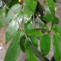 Desmos elegans (Thwaites) Saff.