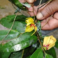 Desmos elegans (Thwaites) Saff.