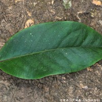 Kadsura heteroclita (Roxb.) Craib