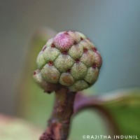 Kadsura heteroclita (Roxb.) Craib