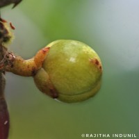 Kadsura heteroclita (Roxb.) Craib