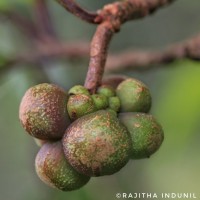 Kadsura heteroclita (Roxb.) Craib