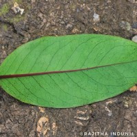 Kadsura heteroclita (Roxb.) Craib