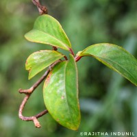 <i>Kadsura heteroclita</i>  (Roxb.) Craib