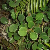 <i>Peperomia obtusifolia</i>  (L.) A.Dietr.