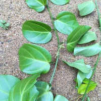 Zanonia indica subsp. indica L.
