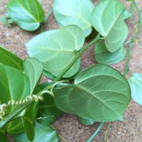Zanonia indica subsp. indica L.