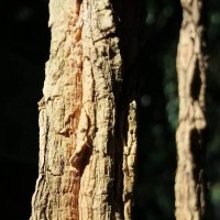 Zanonia indica subsp. indica L.
