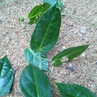Zanonia indica subsp. indica L.