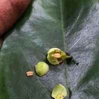 Kokoona zeylanica Thwaites