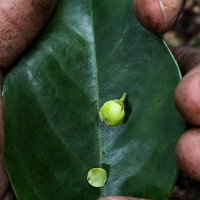 Kokoona zeylanica Thwaites