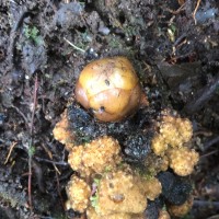 Balanophora fungosa J.R.Forst. & G.Forst.