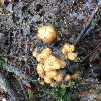 Balanophora fungosa J.R.Forst. & G.Forst.