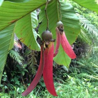 Dipterocarpus zeylanicus Thwaites