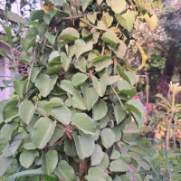 Cissus rotundifolia Vahl