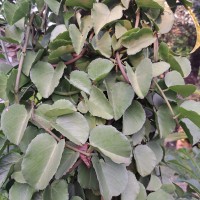 Cissus rotundifolia Vahl