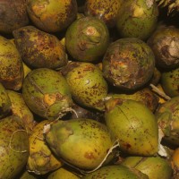 Areca catechu L.