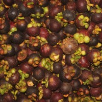 Garcinia mangostana L.