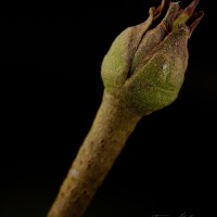 Palaquium hinmolpedda P.Royen