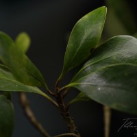 Palaquium hinmolpedda P.Royen