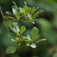 Palaquium hinmolpedda P.Royen