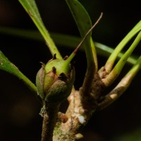 Palaquium hinmolpedda P.Royen