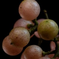 Clausena indica (Dalzell) Oliv.
