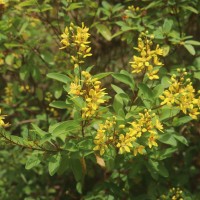 Galphimia gracilis Bartl.