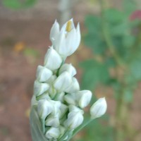 Allium tuberosum Rottler ex Spreng.