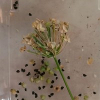 Allium tuberosum Rottler ex Spreng.