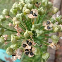 Allium tuberosum Rottler ex Spreng.