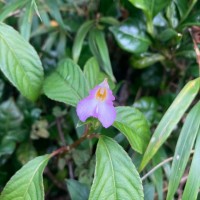 Impatiens jacobdevlasii Herath,C.Bandara & Gopallawa