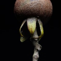 Stemonoporus revolutus Trimen ex Hook.f.