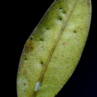 Stemonoporus revolutus Trimen ex Hook.f.